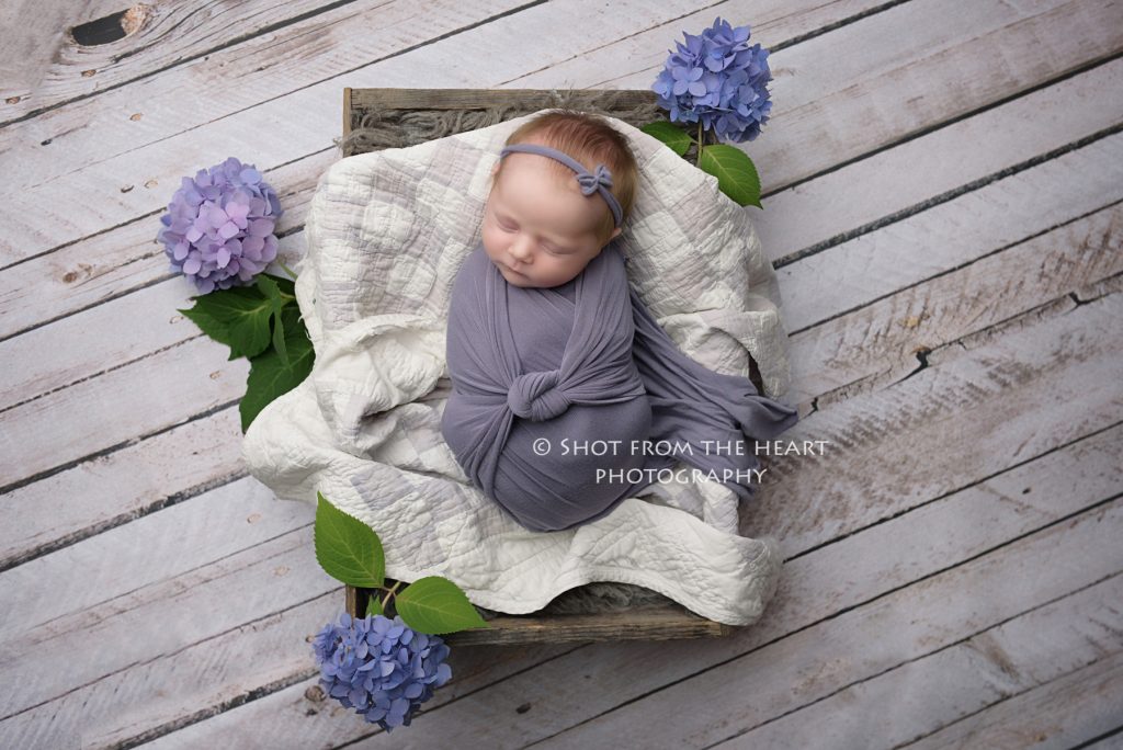 newborn baby in purple wrap with antique quilt and rustic backdrop hydrangea