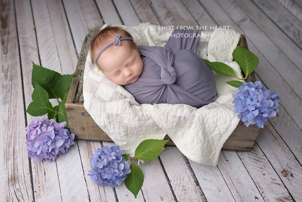 Newborn baby in purple wrap with hydrangea flowers on rustic backdrop